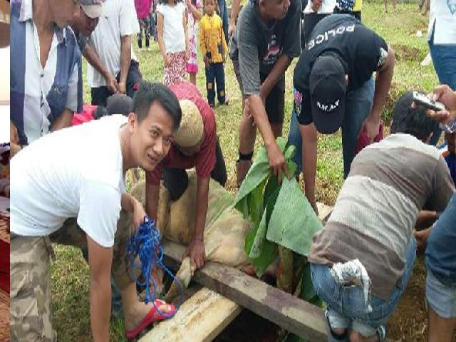 Polres Kuansing Kurban 14 Sapi dan 7 Kambing