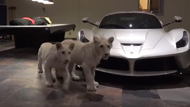 Orang Kaya Qatar Jaga Mobil Mewahnya Pakai Anak Singa Putih