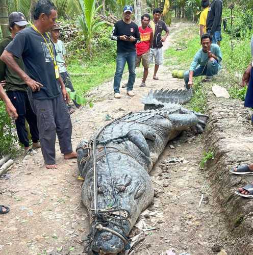 Masuk ke Sungai Undan, Buaya 7 Meter Ditangkap Warga