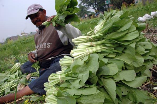 Gubri Sebut Sektor Pertanian Sebagai Prioritas Daerah