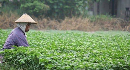 BPS Catat Nilai Tukar Petani di Riau Naik 