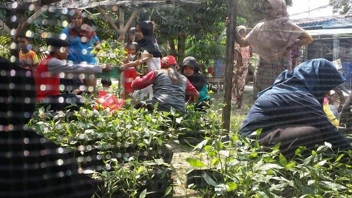 Mahasiswa Kukerta Unri Tanam 1.000 Cabai di Desa Lubuk Sakat Kampar