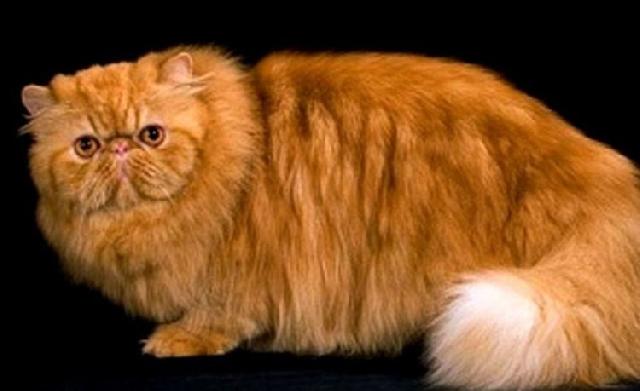 Lima Hal Penting Sebelum Memelihara Kucing Persia