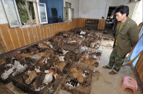 China Larang Permanen Makan dan Perdagangkan Hewan Liar