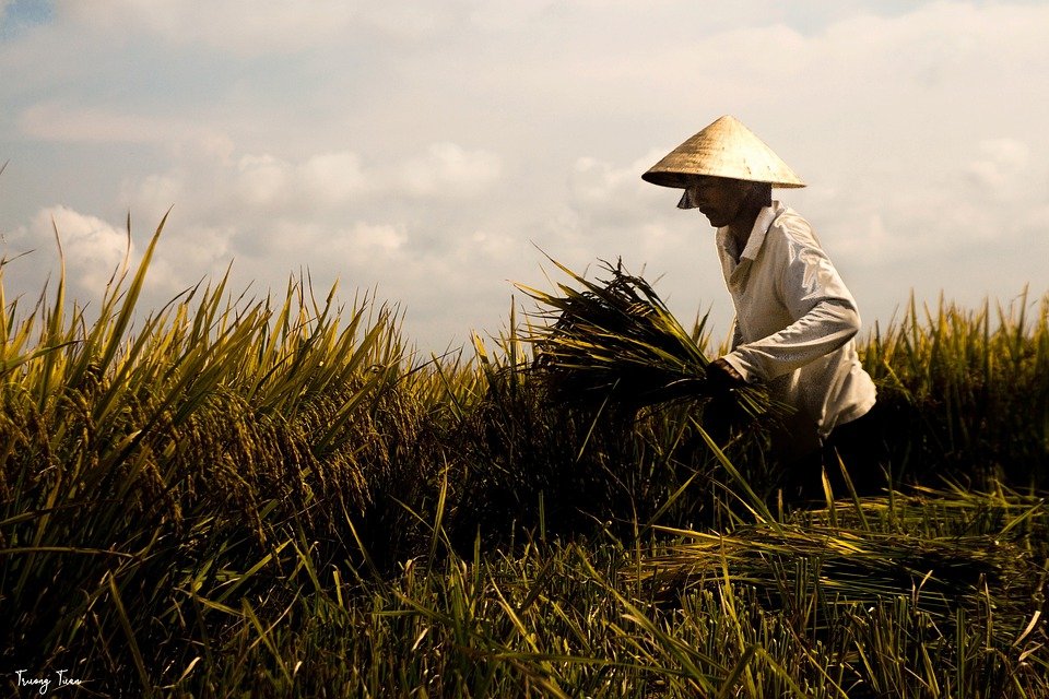 Nilai Tukar Petani Naik, Riau Tetinggi 