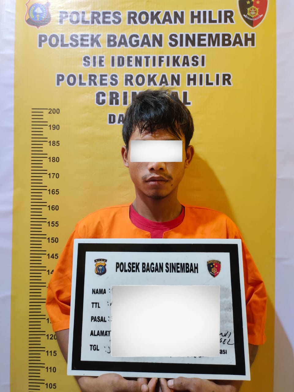 Pelaku Ninja Sawit Diringkus Polsek Bagan Sinembah