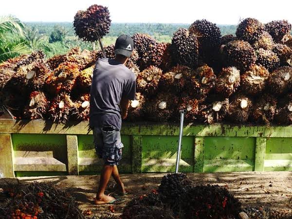 Segini Harga Sawit Petani Mitra Swadaya di Riau untuk Sepekan Kedepan