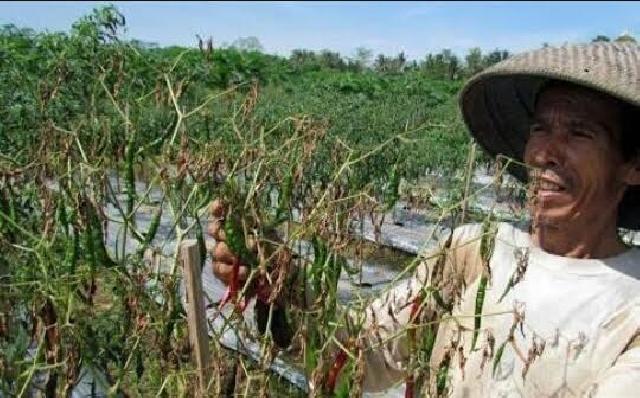 Puluhan Hektare Tanaman Milik Petani di Perawang Terancam Gagal Panen