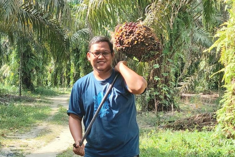 Berikut Harga Sawit di Riau, Kenaikan Tertinggi Umur 10 - 20 Tahun
