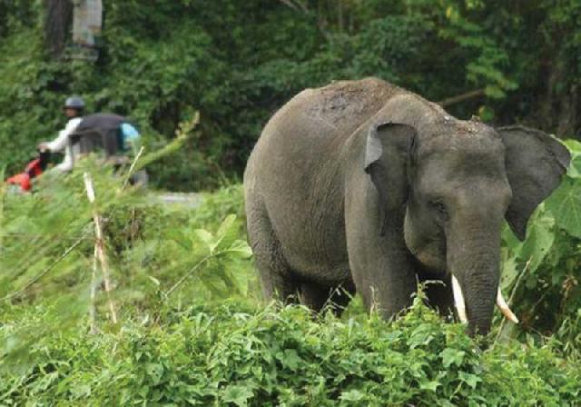 Gajah Tunggal Gegerkan Warga Sabak Auh