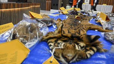 Polisi Tangkap Pelaku Perdagangan Organ dan Kulit Harimau di Aceh
