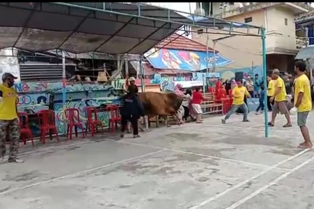 Emak-emak di Tasikmalaya Diseruduk Sapi Kurban yang Mengamuk