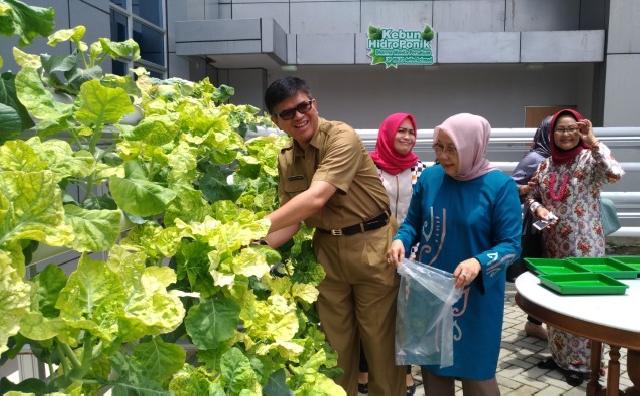 RSUD Arifin Ahmad Lakukan Panen Perdana Kebun Hydroponik
