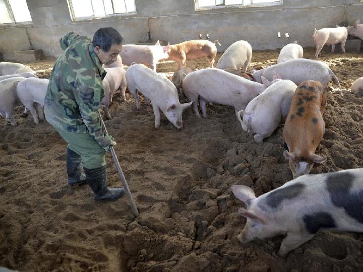 Dalam Dua Pekan 21 Orang Tewas Akibat Flu Babi di Myanmar