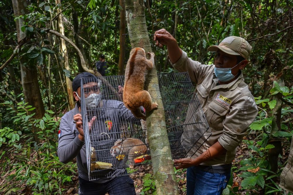 8 Ekor Kukang Dilepasliarkan ke Hutan Konservasi di Riau
