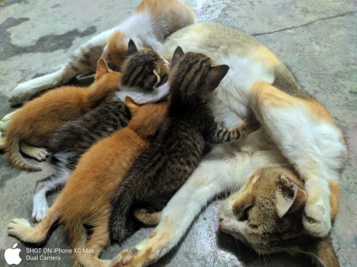 Ini Tips Agar Kucing Tidak Terjangkit Distemper yang Bisa Bikin Mati Mendadak