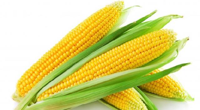 Ternyata Makan Jagung Kebanyakan Bisa Sebabkan Masalah Kesehatan