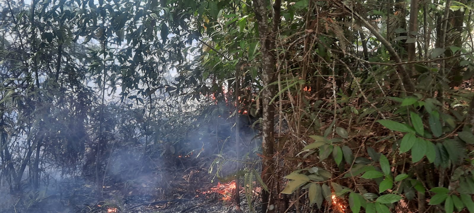 Sudah 29 Hektare Lahan Terbakar di Kota Pekanbaru