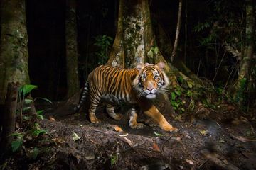 Empat Petugas Patroli Hutan Diserang Harimau di Aceh Selatan