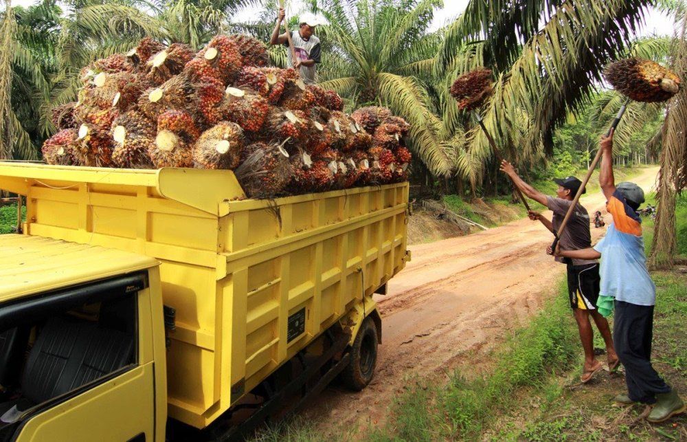 Harga Sawit di Riau Sepekan ke Depan Naik