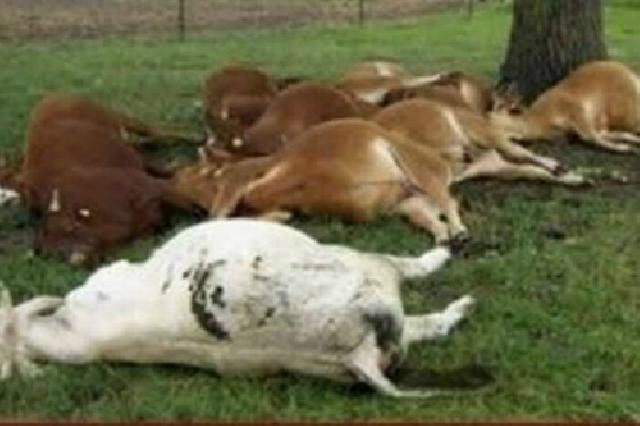 Bupati Kesal Banyak Sapi Mati Mendadak