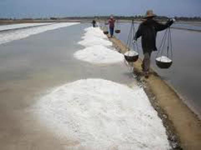 1 Ton Garam Disemai di Pesisir Riau
