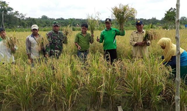 Binaan RAPP, Kelompok Tani Danau Topang Berhasil Panen Padi 40 Ton