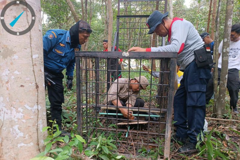 Sepekan Ini Terpantau Seekor Harimau Muncul di Kampung Suak Lanjut Siak
