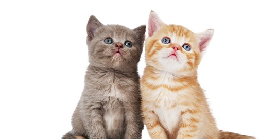 Ngeri! Mayat Wanita Ini Dimakan 20 Kucing Peliharaannya