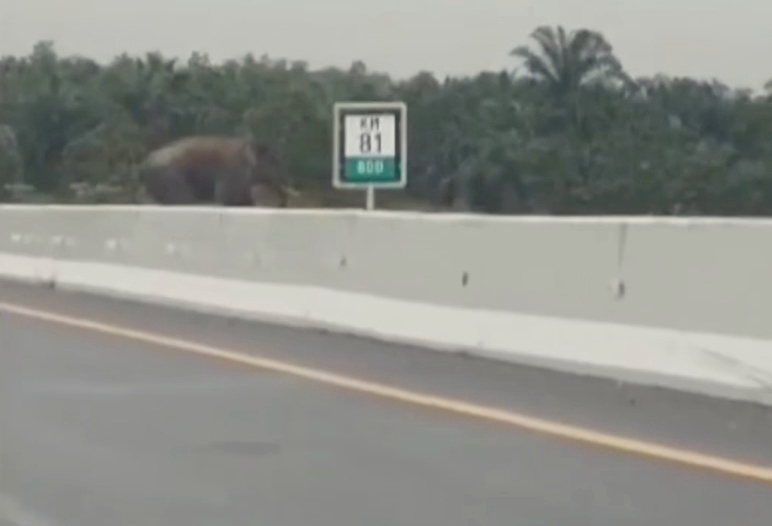 Seekor Gajah Jantan Melintas di Jalur Tol Permai KM 81