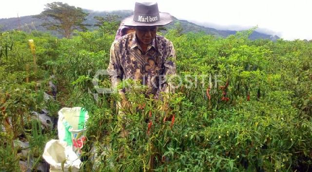 Petani Cabai akan Dapat Bantuan 40 Hektare