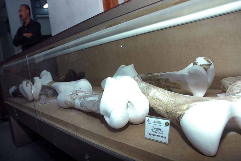 Fosil Tulang Paha Gajah Purba Ditemukan di Ngawi Jatim