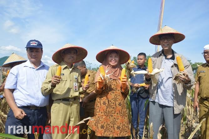 Bupati Kampar Panen Jagung Hibrida Proyek Percontohan di Tambang