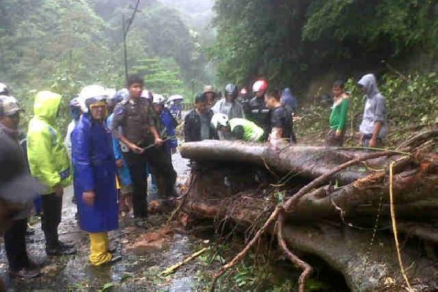 Pohon Tumbang Ganggu Akses Jalan Utama Sawahlunto
