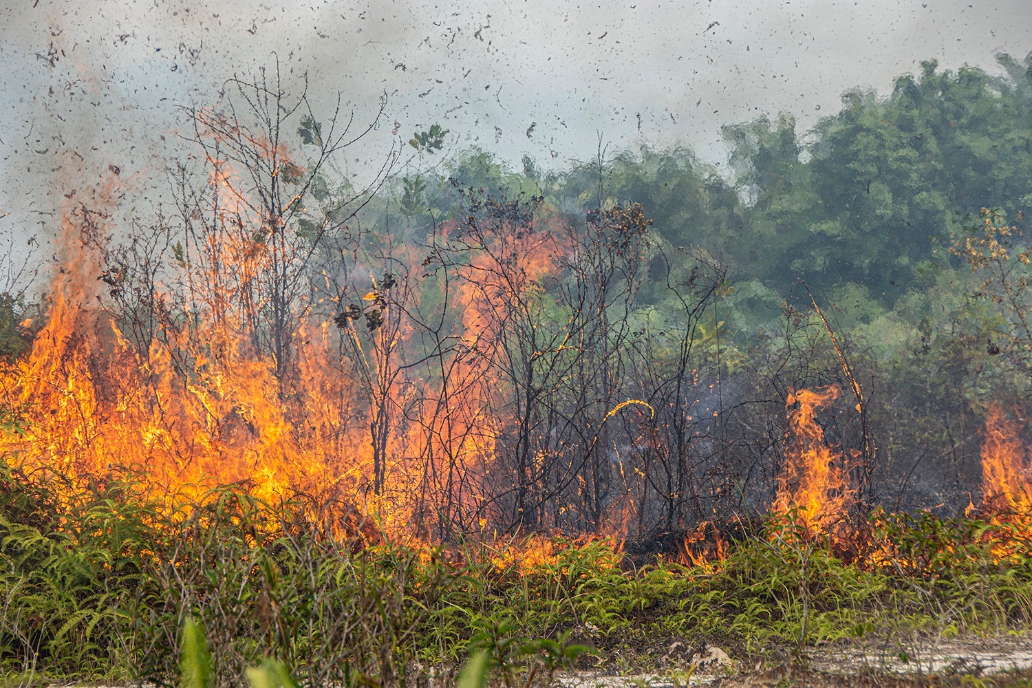 Pemprov Riau Didesak Tetapkan Tanggap Darurat Karhutla