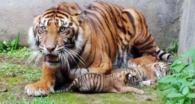 Harimau Sumatera Lahirkan Tiga Anak di Kebun Binatang Bukittinggi