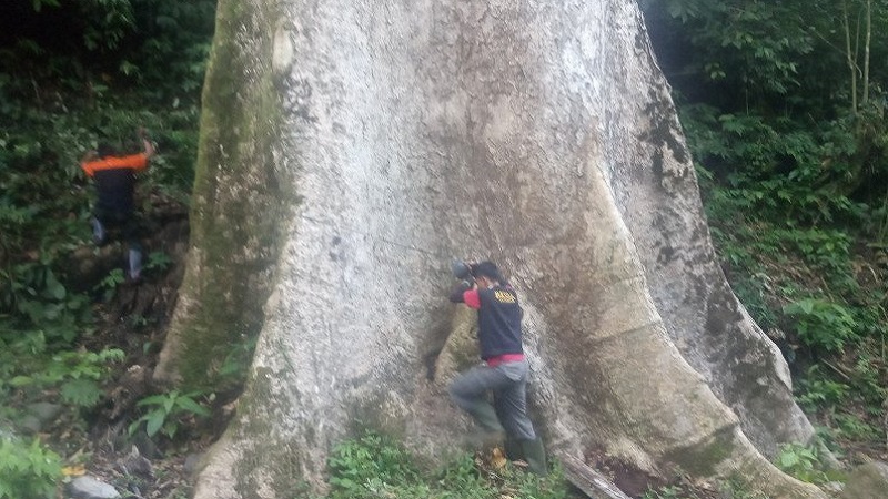 Pohon Terbesar di Dunia Ada di Agam, Usianya Lebih 500 Tahun