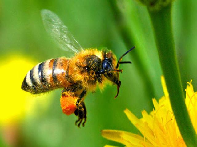 Lebah Mampu Waris Kecerdasannya pada Koloninya