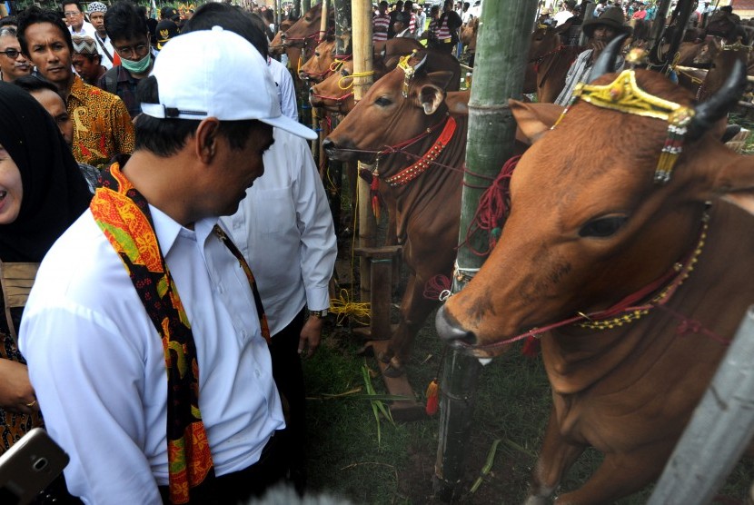 2,1 Juta Sapi Sudah Disuntik Inseminasi Buatan