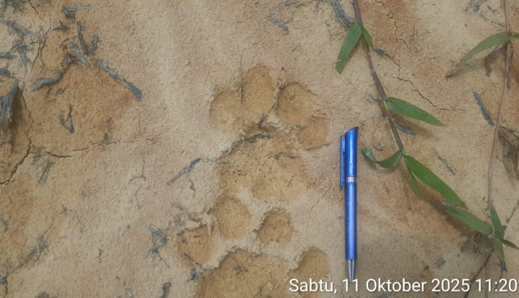 Identifikasi Keberadaan Harimau di Areal Kerja PHR: tak Terdeteksi Kamera Trap