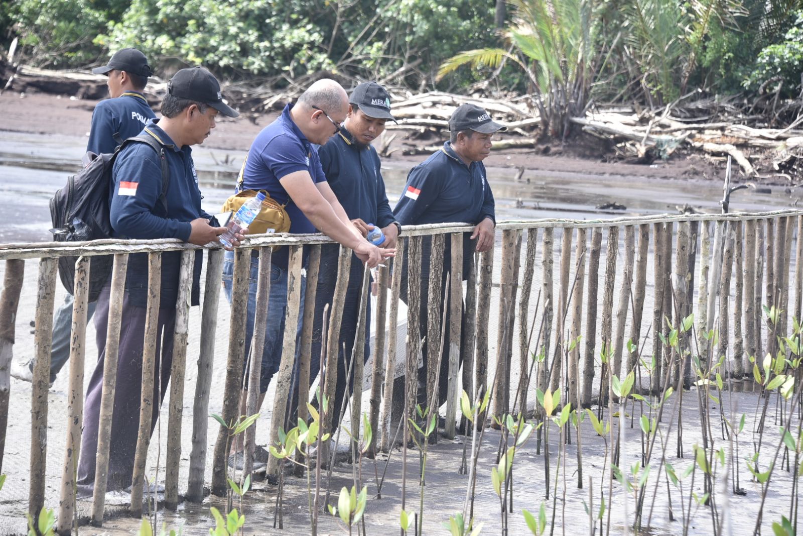 Kelompok Restorasi Mangrove Desa Teluk Pambang Sukses Tanam Bibit Motode Patok Rumpun