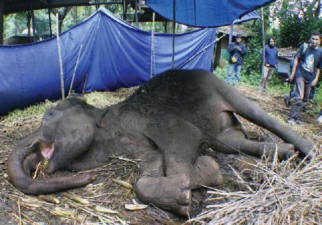 KLHK Usut Kematian Gajah di Bandung