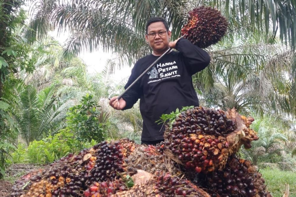 Kabar Baik, Harga Sawit di Riau Tembus Rp 3.930,94 per Kg