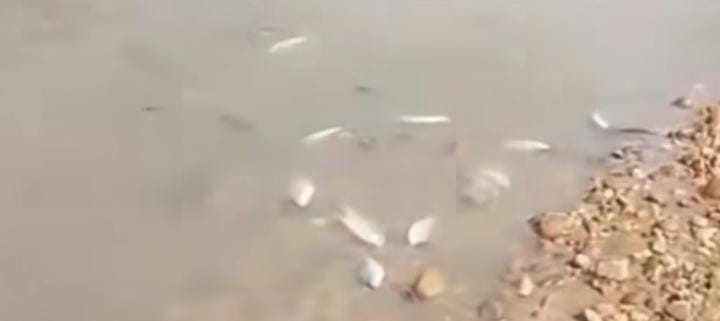 Pemkab Kuansing Akan Tutup Operasional PT SIM Buntut Dugaan Pencemaran Sungai Singingi