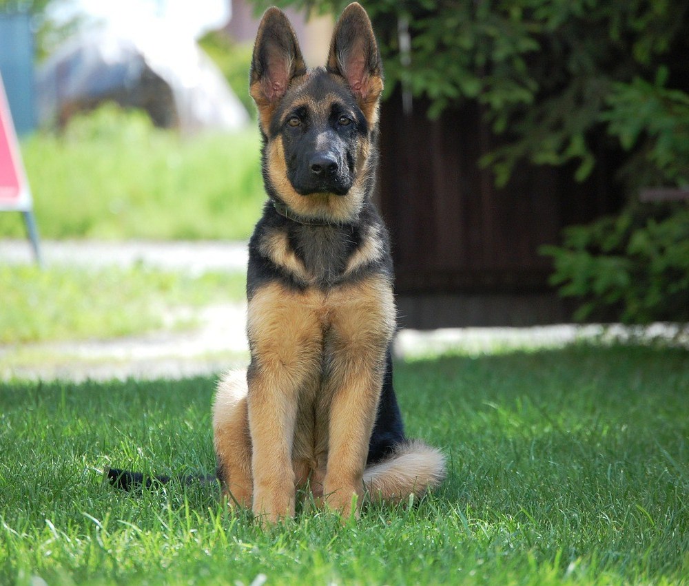 Alami Penyakit Pernapasan, Seekor Anjing Positif Corona