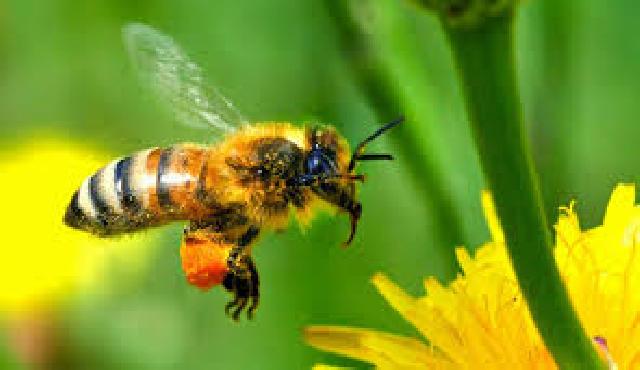 Karakter Lebah yang Mengandung Hikmah