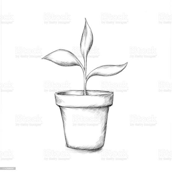 Banyak Belum Tahu, Ini Tanaman yang Tak Boleh Ada di Depan Rumah