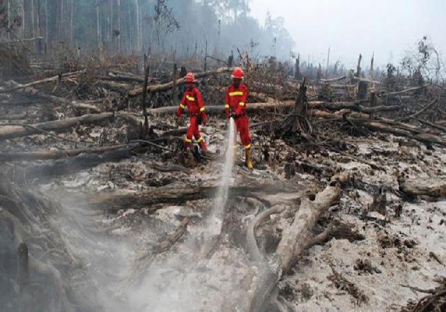160 Hektare Lahan Sawit Terbakar di Pasaman Barat