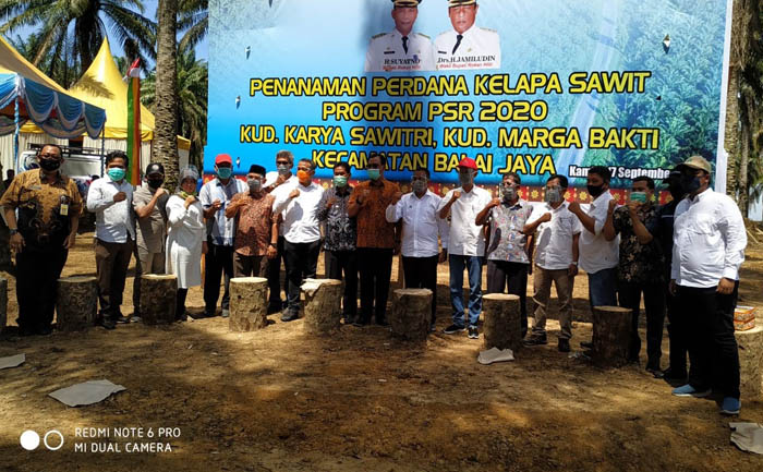 Bupati Rohil Suyatno Lakukan Penanaman Kelapa Sawit Program Perdana PSR 2020