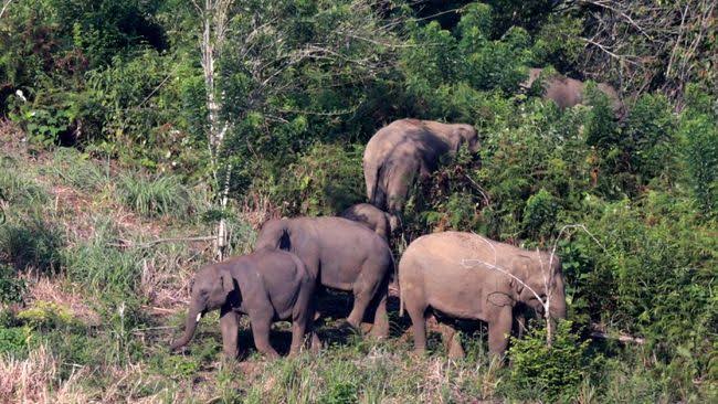 Kawanan Gajah yang Masuki Rumah Warga di Rumbai Digiring ke Tahura